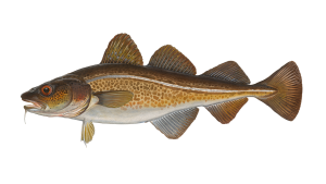 Read more about the article Fisch des Jahres 2024 ist der Atlantische Dorsch